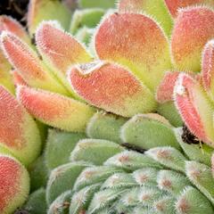 Netřesk - Sempervivum montanum