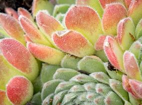 Netřesk - Sempervivum montanum