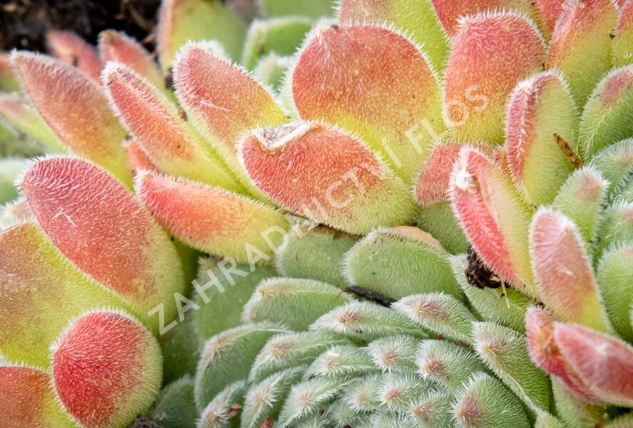 Netřesk - Sempervivum montanum