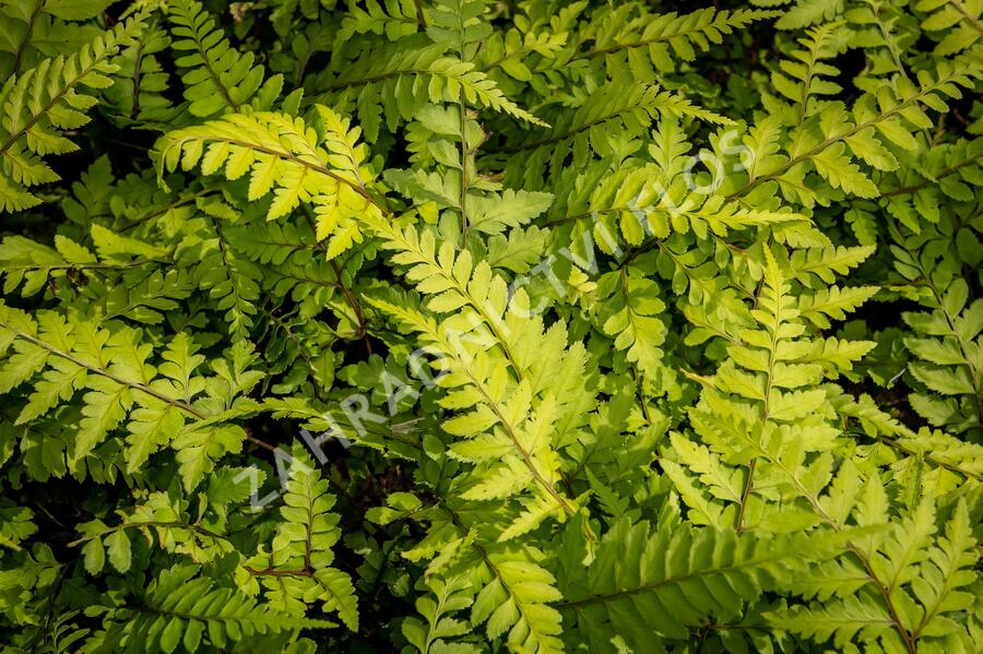 Papratka 'Okanum' - Athyrium otophorum 'Okanum'