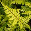 Papratka 'Okanum' - Athyrium otophorum 'Okanum'