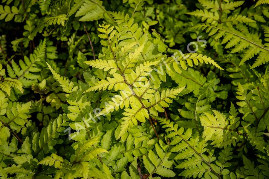 Papratka 'Okanum' - Athyrium otophorum 'Okanum'