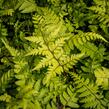 Papratka 'Okanum' - Athyrium otophorum 'Okanum'