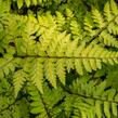 Papratka 'Okanum' - Athyrium otophorum 'Okanum'