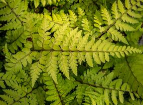 Papratka 'Okanum' - Athyrium otophorum 'Okanum'