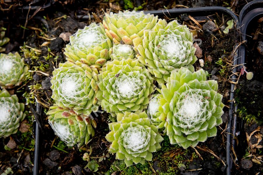 Netřesk pavučinatý - Sempervivum arachnoideum
