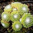 Netřesk pavučinatý - Sempervivum arachnoideum