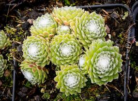 Netřesk pavučinatý - Sempervivum arachnoideum