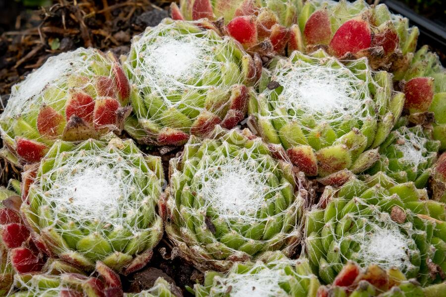 Netřesk pavučinatý - Sempervivum arachnoideum