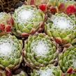 Netřesk pavučinatý - Sempervivum arachnoideum