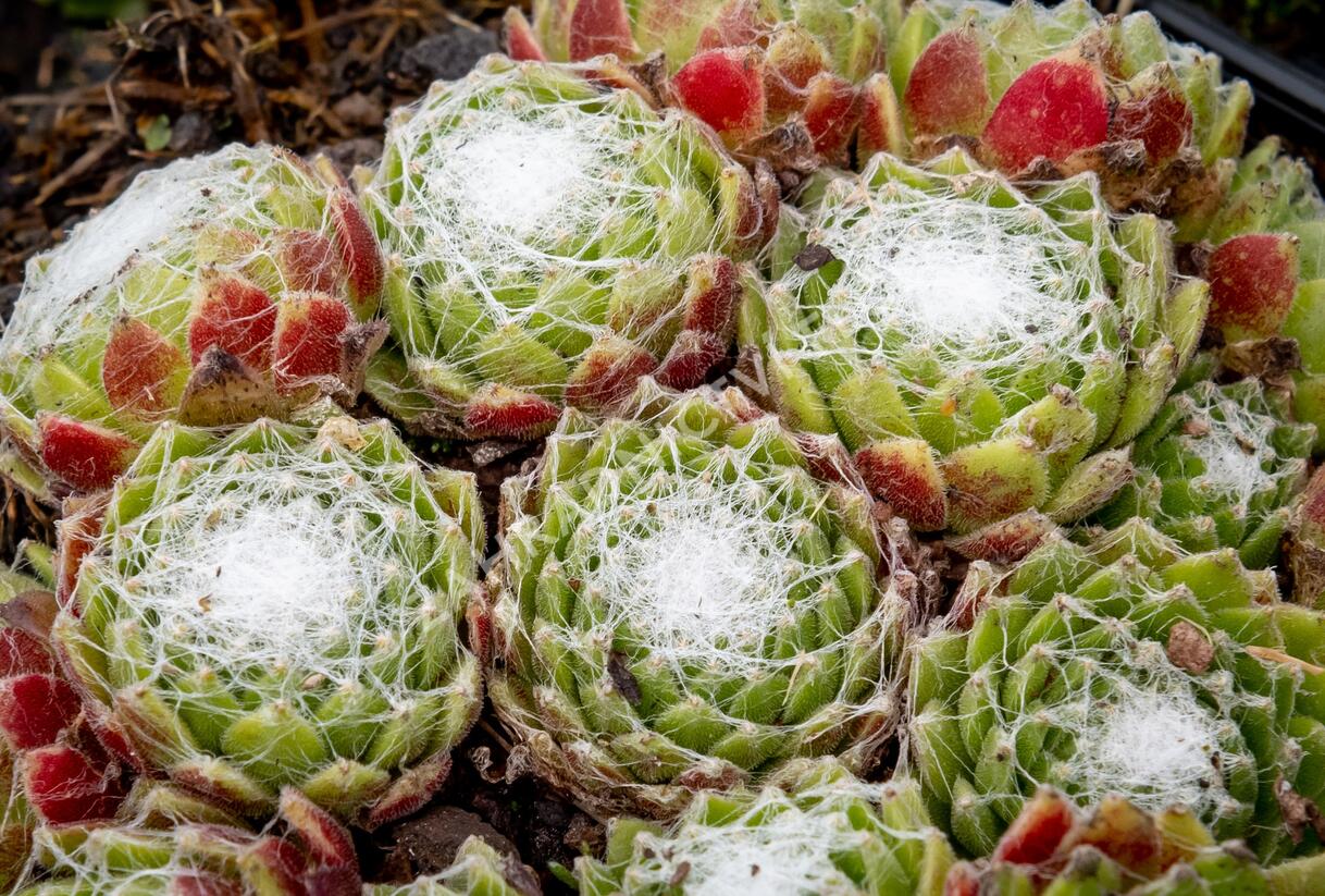 Netřesk pavučinatý - Sempervivum arachnoideum