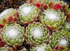 Netřesk pavučinatý - Sempervivum arachnoideum