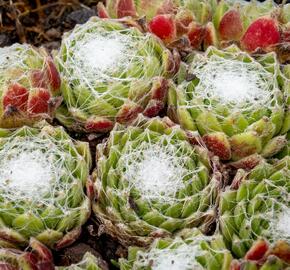 Netřesk pavučinatý - Sempervivum arachnoideum