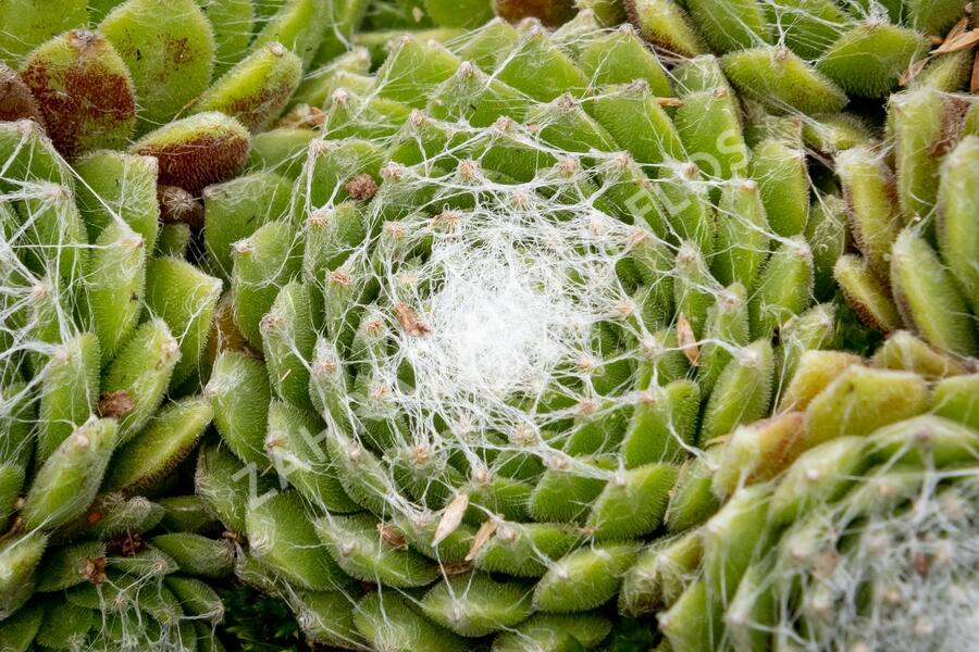 Netřesk pavučinatý - Sempervivum arachnoideum