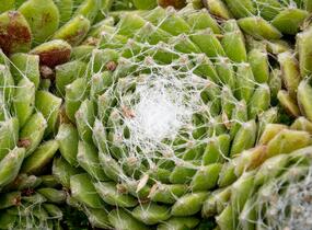 Netřesk pavučinatý - Sempervivum arachnoideum