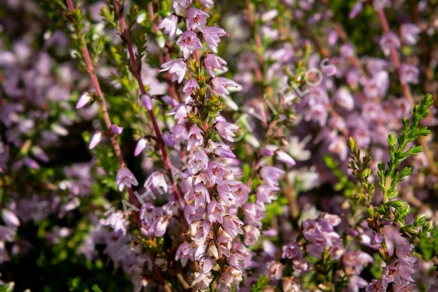 Vřes obecný - Calluna vulgaris