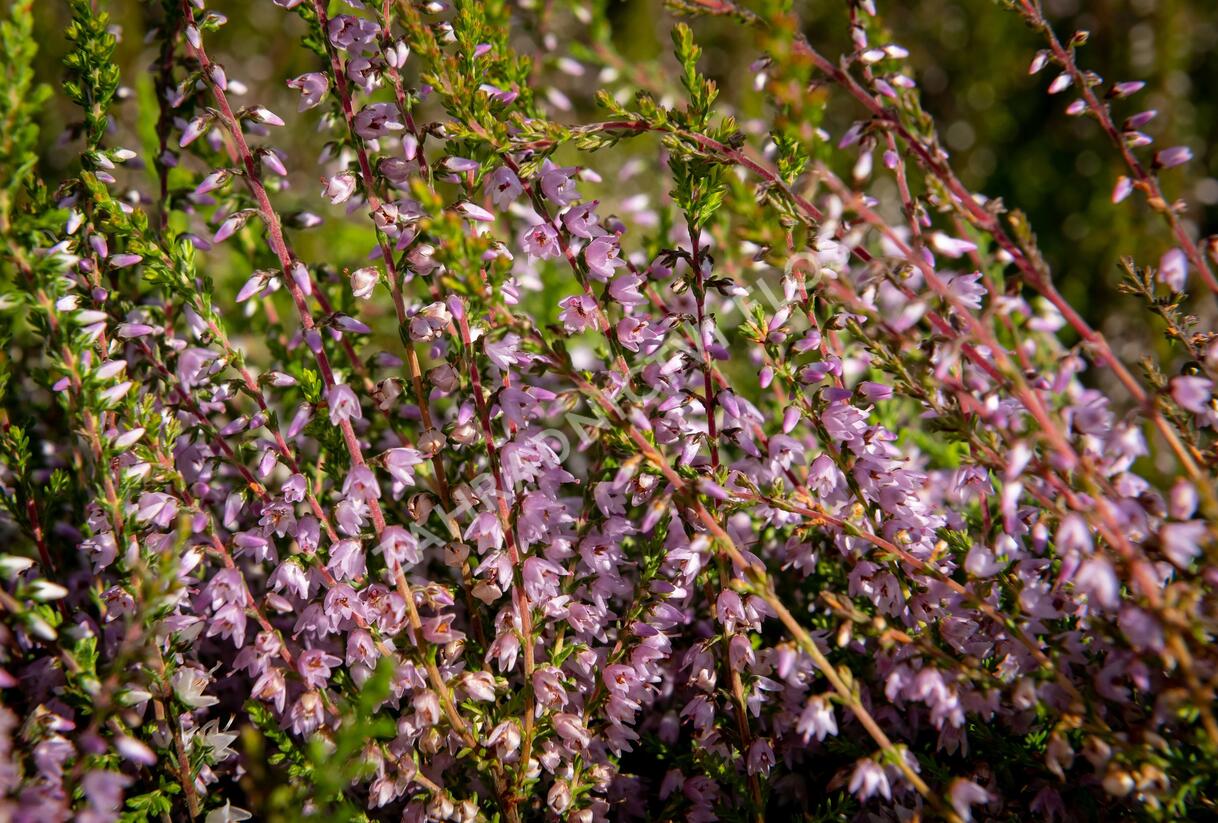 Vřes obecný - Calluna vulgaris