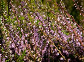 Vřes obecný - Calluna vulgaris
