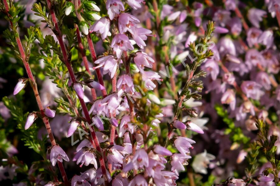 Vřes obecný - Calluna vulgaris