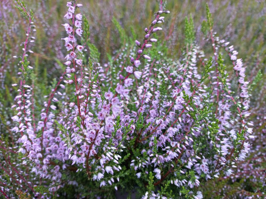 Vřes obecný - Calluna vulgaris