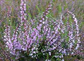 Vřes obecný - Calluna vulgaris