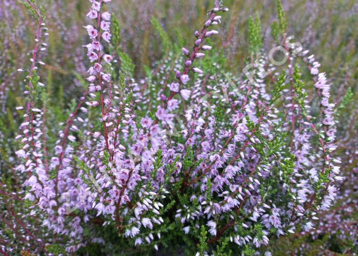 Vřes obecný - Calluna vulgaris