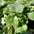 Břečťan popínavý 'Kolibri Mint' - Hedera helix 'Kolibri Mint'