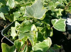 Břečťan popínavý 'Kolibri Mint' - Hedera helix 'Kolibri Mint'