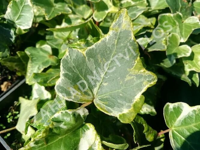 Břečťan popínavý 'Kolibri Mint' - Hedera helix 'Kolibri Mint'