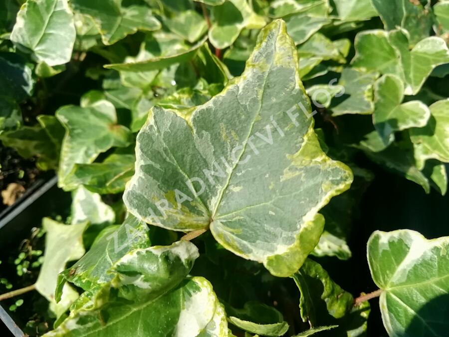 Břečťan popínavý 'Kolibri Mint' - Hedera helix 'Kolibri Mint'