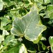Břečťan popínavý 'Kolibri Mint' - Hedera helix 'Kolibri Mint'