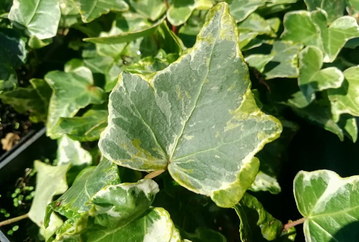 Břečťan popínavý 'Kolibri Mint' - Hedera helix 'Kolibri Mint'