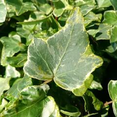 Břečťan popínavý 'Kolibri Mint' - Hedera helix 'Kolibri Mint'