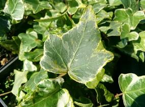 Břečťan popínavý 'Kolibri Mint' - Hedera helix 'Kolibri Mint'