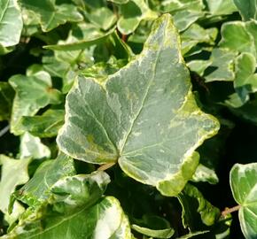 Břečťan popínavý 'Kolibri Mint' - Hedera helix 'Kolibri Mint'