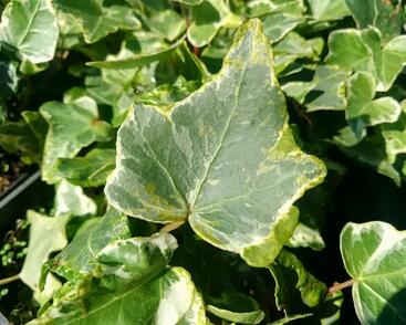 Břečťan popínavý 'Kolibri Mint'