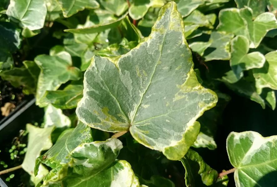 Břečťan popínavý 'Kolibri Mint' - Hedera helix 'Kolibri Mint'