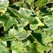 Břečťan popínavý 'Kolibri Mint' - Hedera helix 'Kolibri Mint'