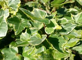 Břečťan popínavý 'Kolibri Mint' - Hedera helix 'Kolibri Mint'