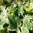 Břečťan popínavý 'Kolibri Mint' - Hedera helix 'Kolibri Mint'