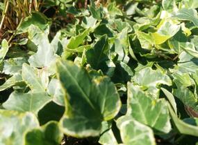 Břečťan popínavý 'Kolibri Mint' - Hedera helix 'Kolibri Mint'
