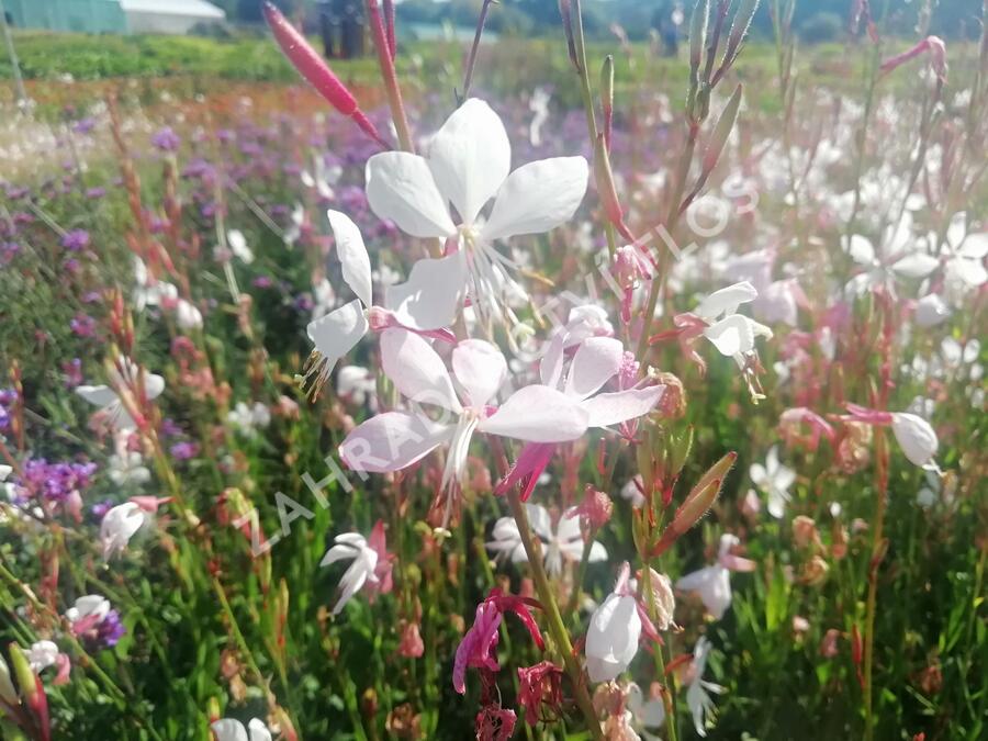Svíčkovec - Gaura lindheimeri