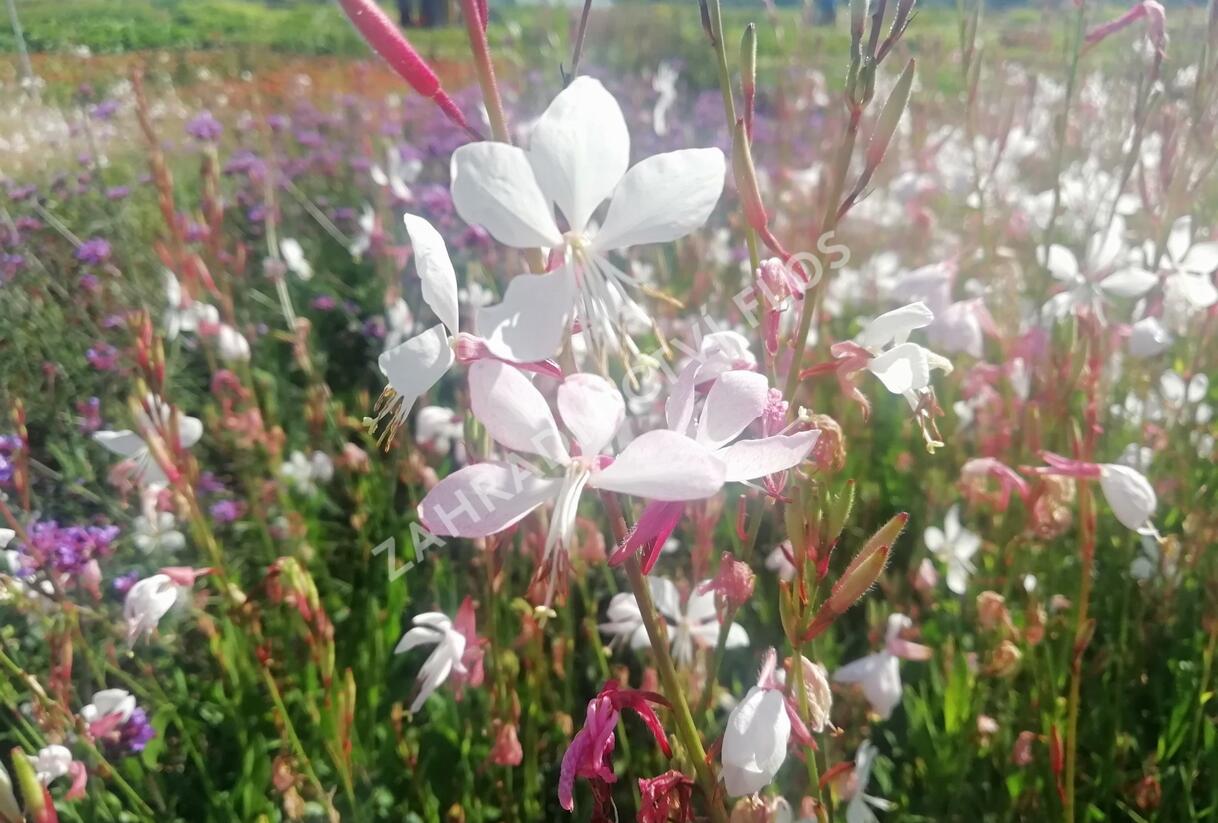 Svíčkovec - Gaura lindheimeri
