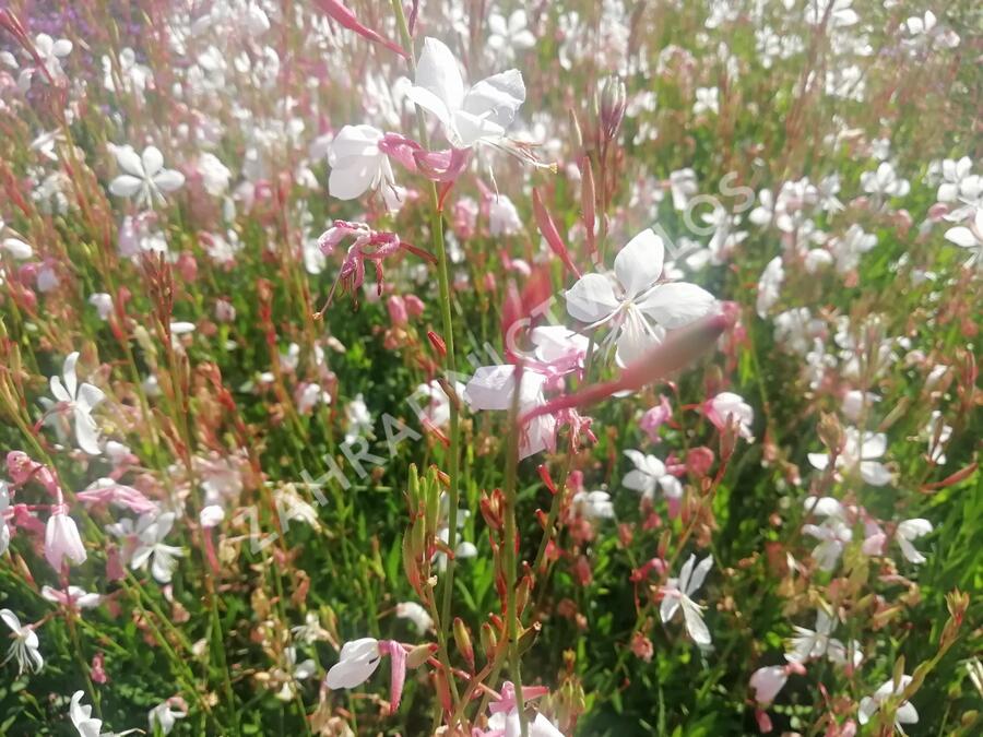 Svíčkovec - Gaura lindheimeri