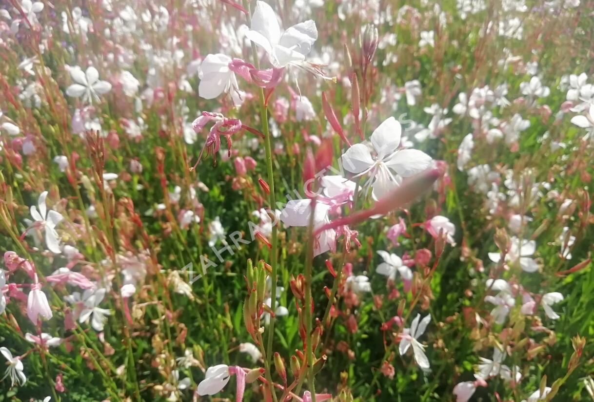 Svíčkovec - Gaura lindheimeri