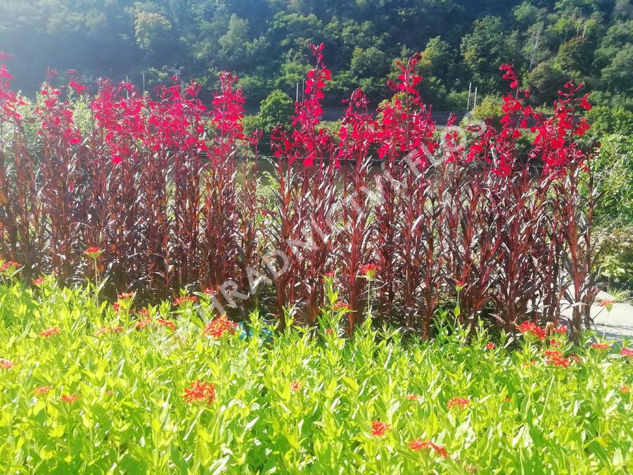 Lobelka 'Queen Victoria' - Lobelia fulgens 'Queen Victoria'