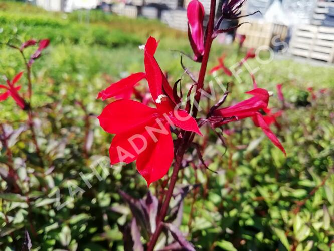 Lobelka 'Fanship Burgundy' - Lobelia speciosa 'Fanship Burgundy'