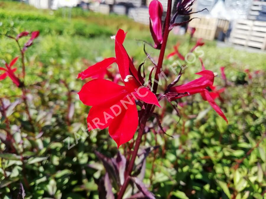 Lobelka 'Fanship Burgundy' - Lobelia speciosa 'Fanship Burgundy'
