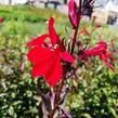 Lobelka 'Fanship Burgundy' - Lobelia speciosa 'Fanship Burgundy'