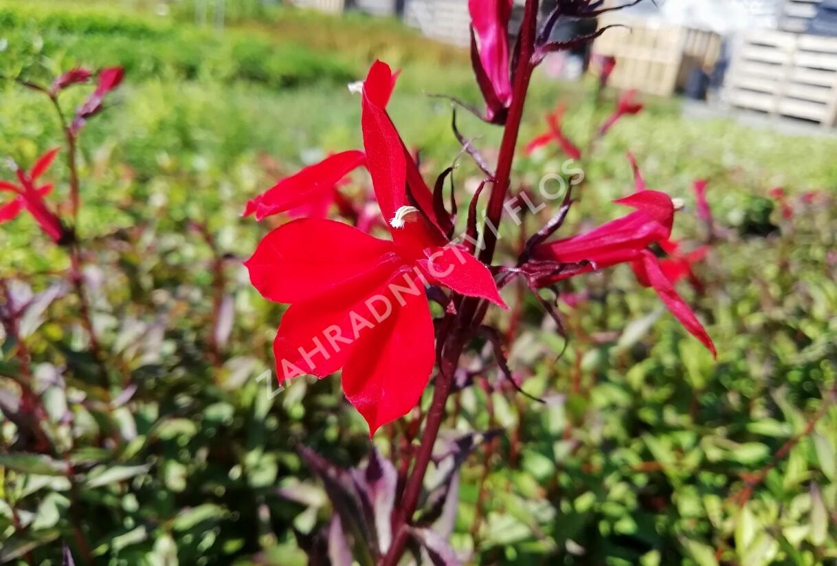 Lobelka 'Fanship Burgundy' - Lobelia speciosa 'Fanship Burgundy'